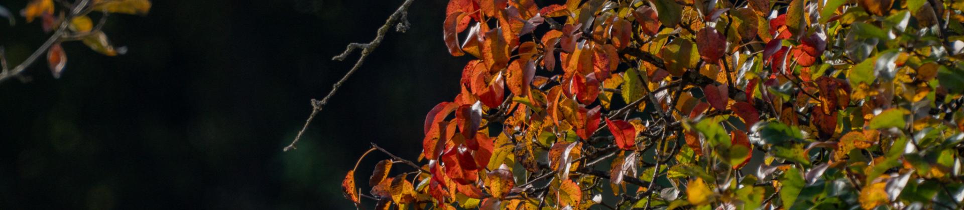 Baum Herbst